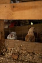 2025 Buildings & Animals